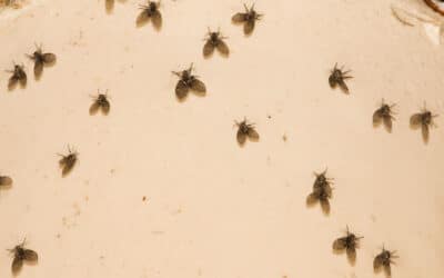 What is a Drain Fly and How to Get Rid of It?
