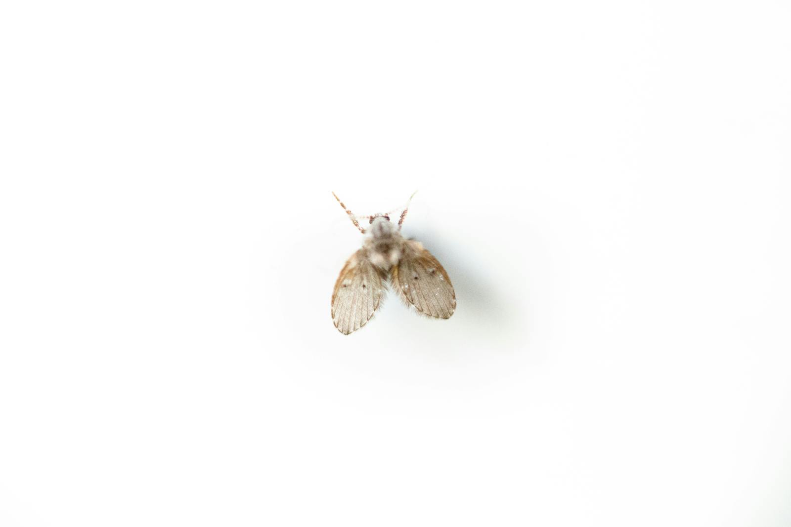 are drain flies harmful